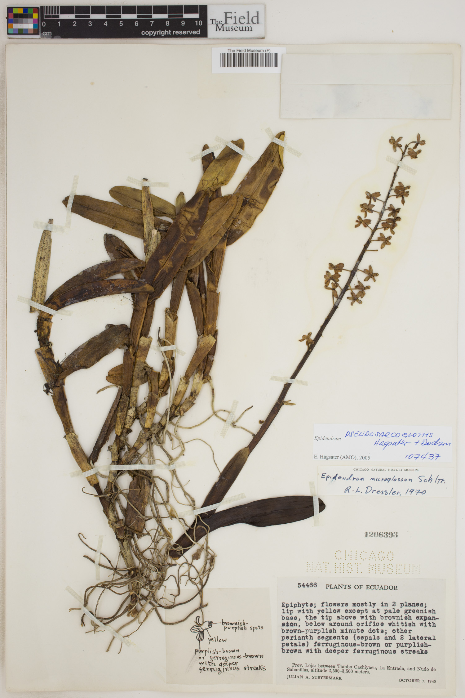 Epidendrum pseudosarcoglottis image