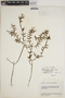 Epidendrum repens image