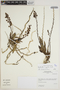Epidendrum rupestre image