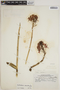 Epidendrum secundum image