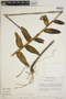 Epidendrum secundum image