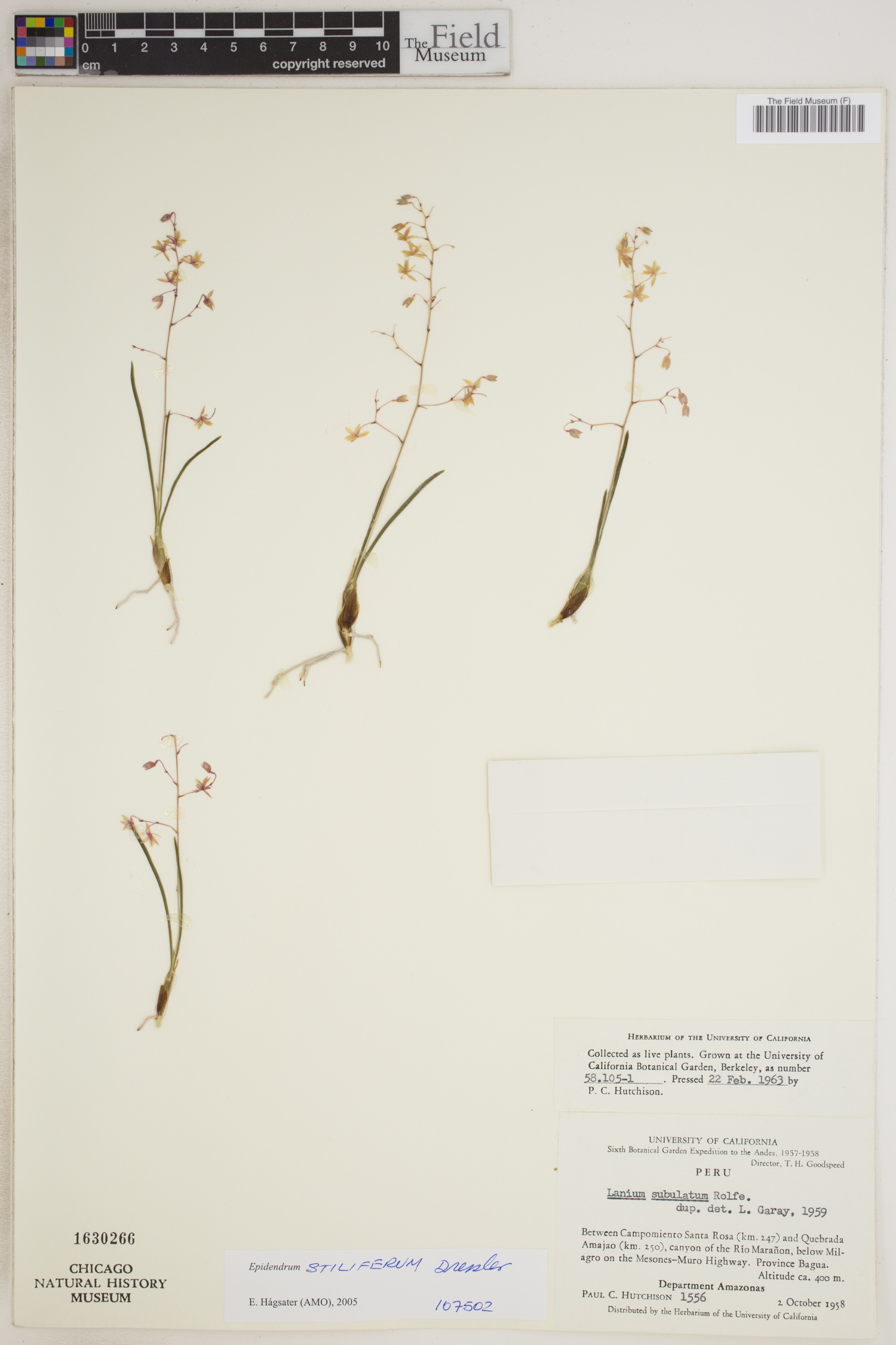 Epidendrum stiliferum image
