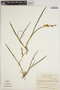 Epidendrum stramineum image
