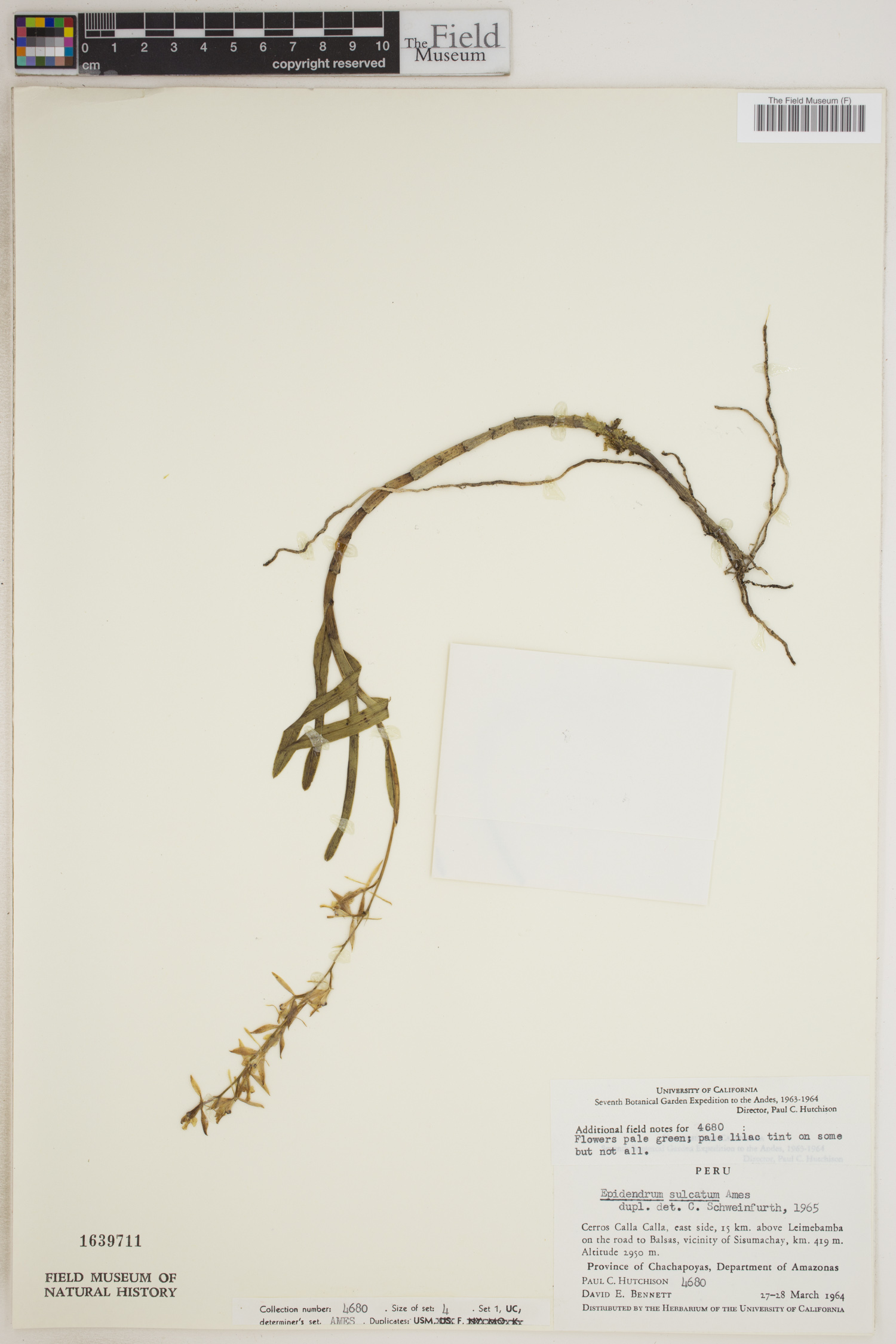 Epidendrum sulcatum image