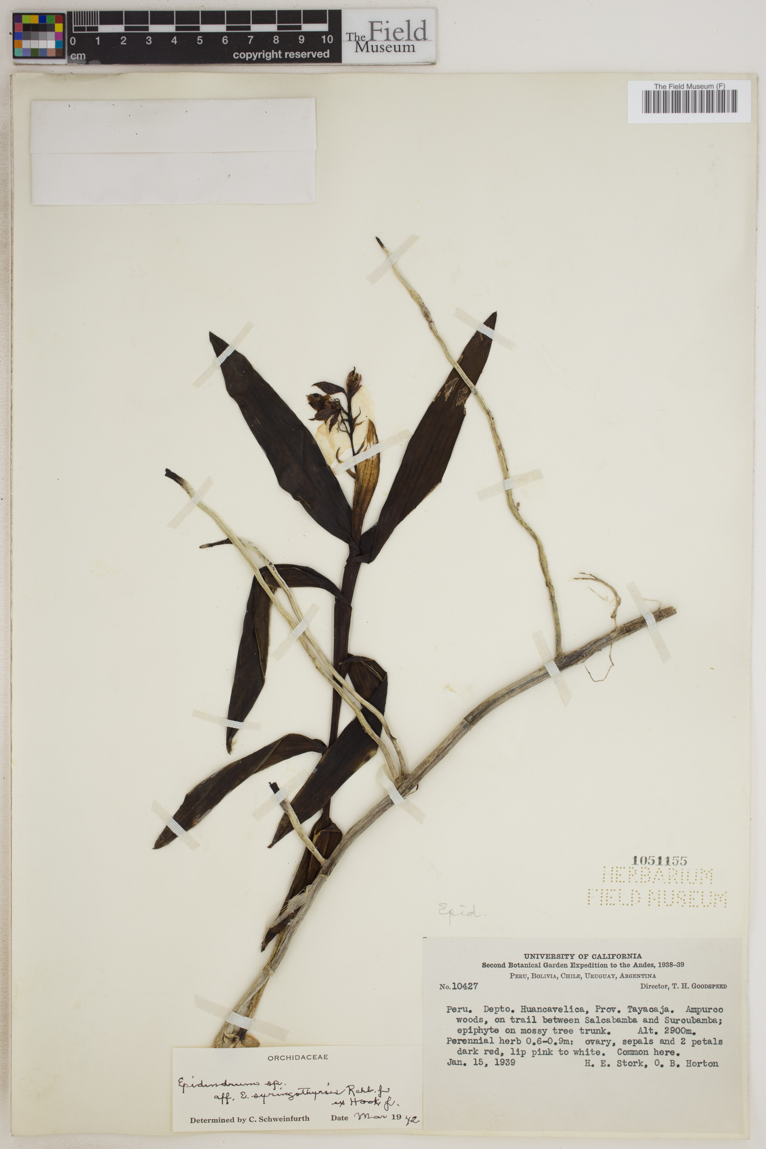 Epidendrum syringothyrsus image
