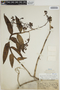 Epidendrum haenkeanum image