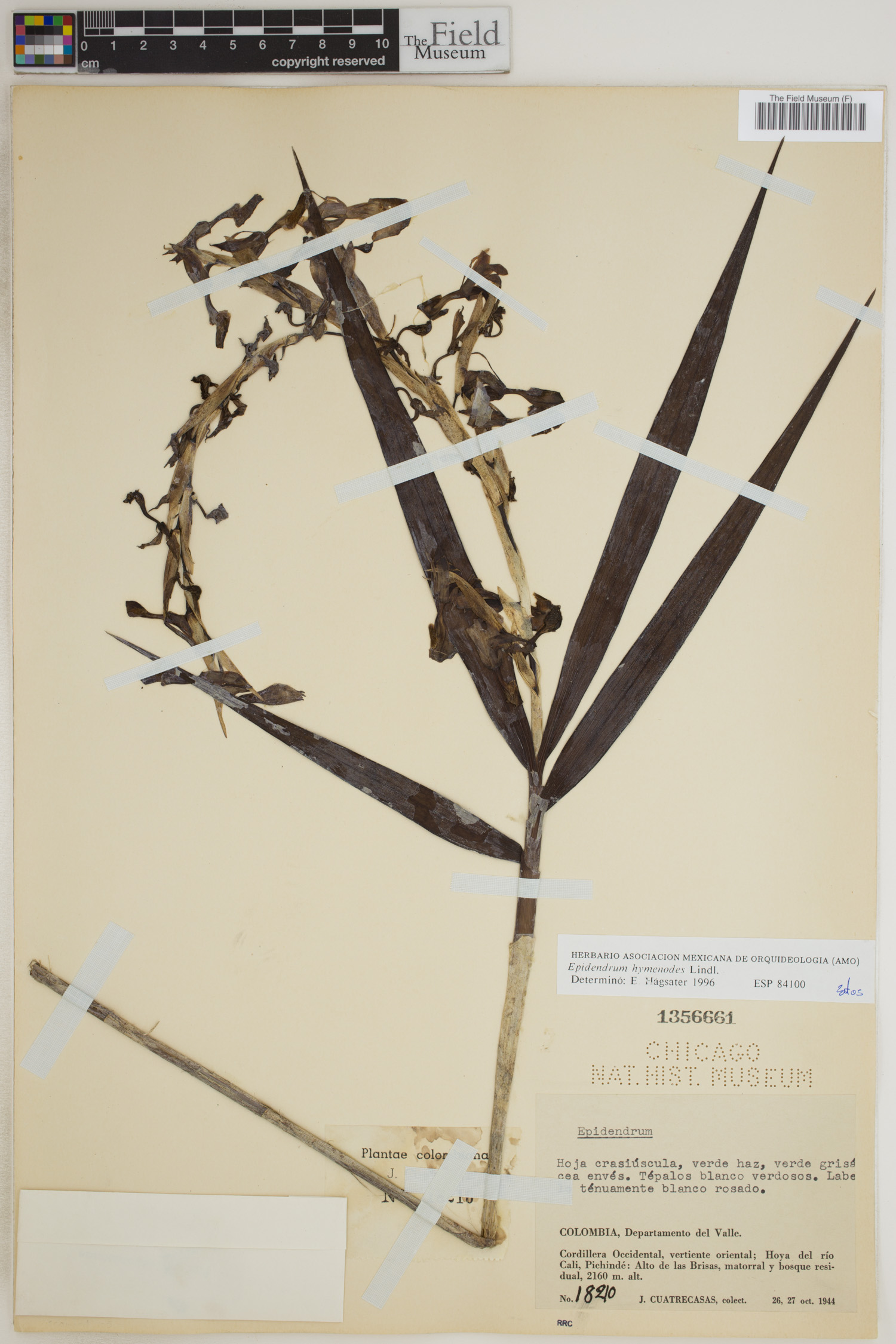 Epidendrum hymenodes image