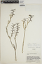 Epidendrum imthurnii image