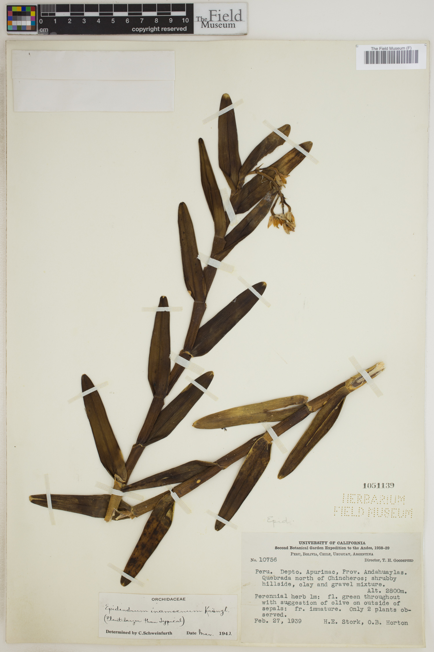 Epidendrum inamoenum image