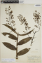 Epidendrum jasminosmum image