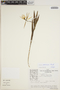 Epidendrum longicolle image