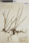 Epidendrum longicolle image