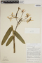 Epidendrum macrocarpum image