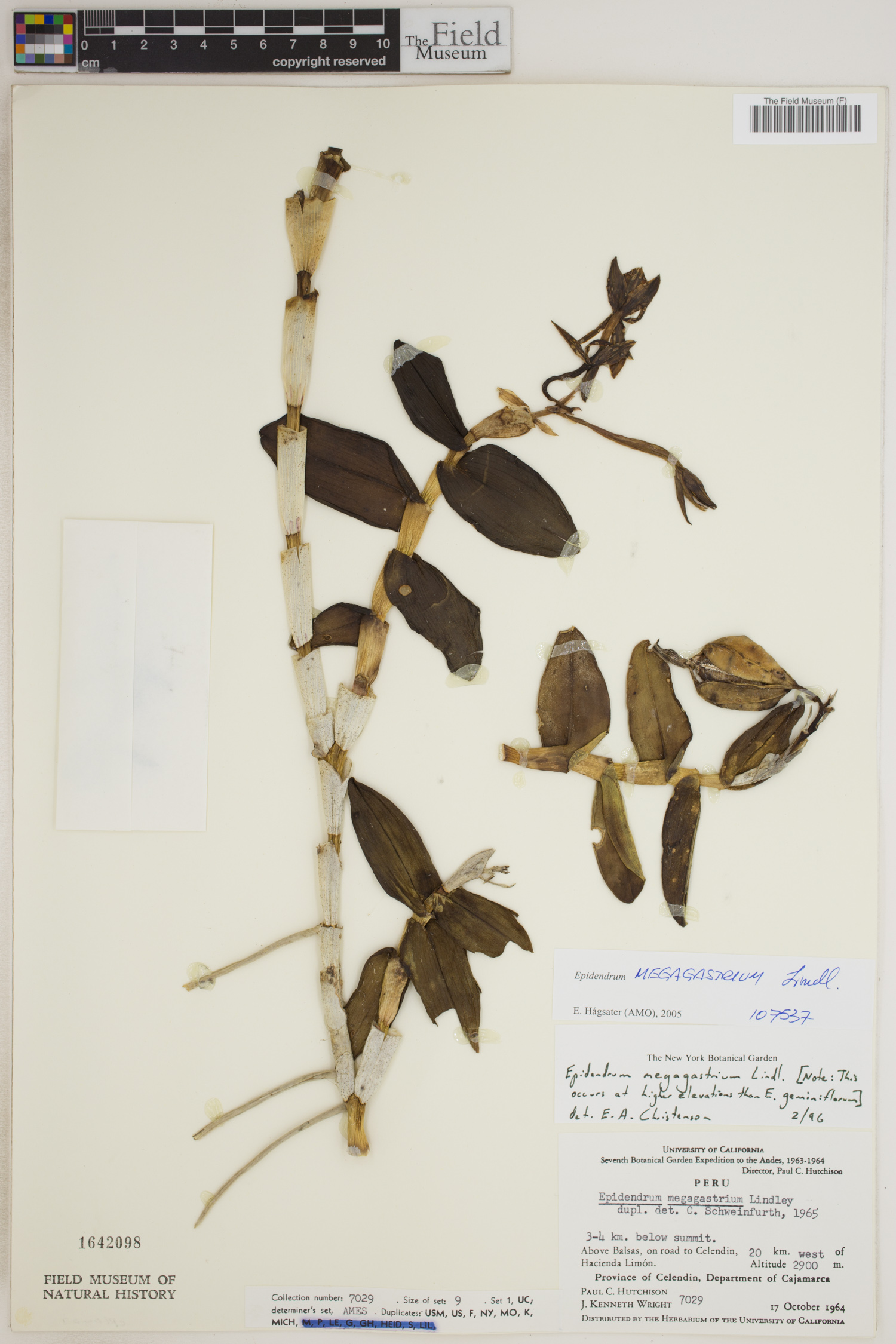 Epidendrum megagastrium image