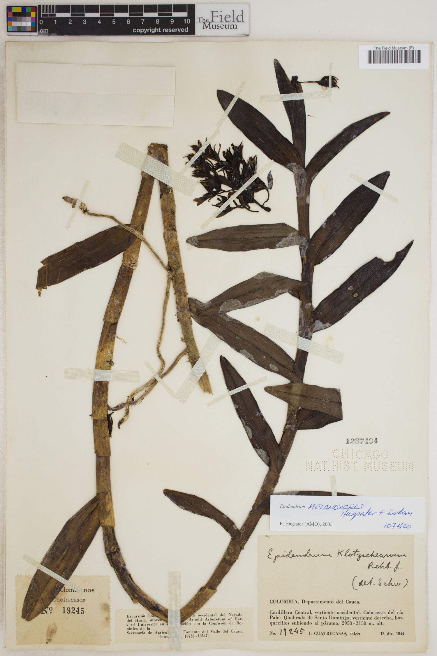 Epidendrum melanoxeros image