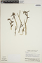 Epidendrum montigenum image