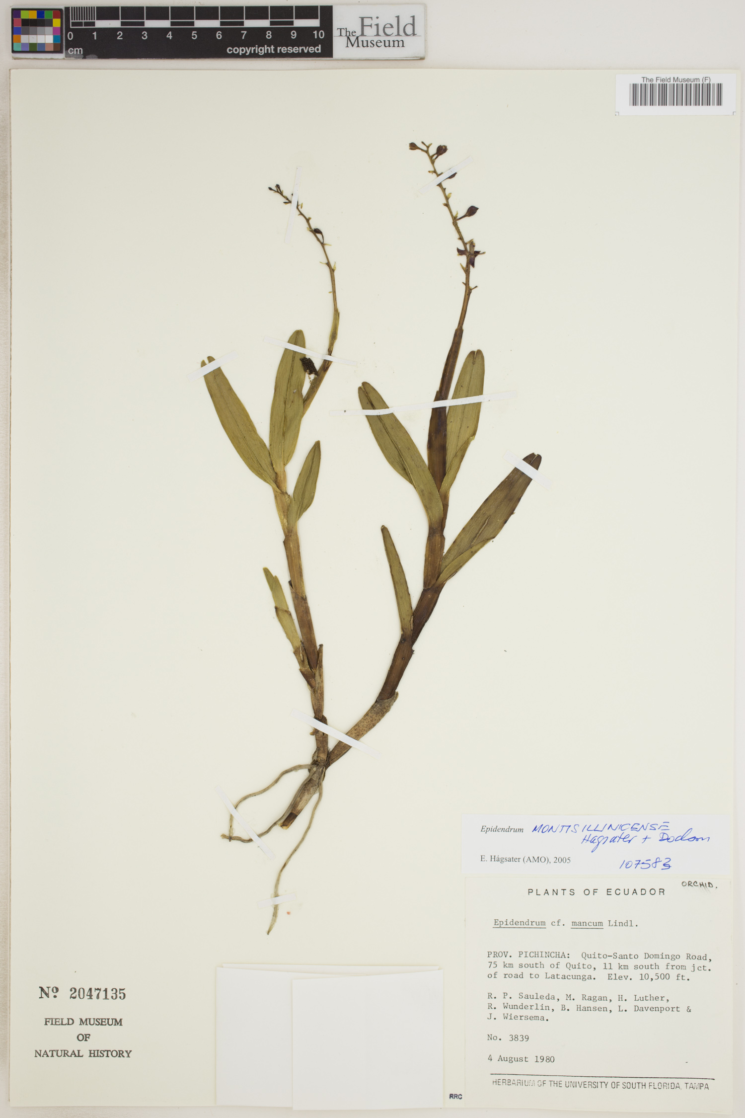 Epidendrum montisillinicense image