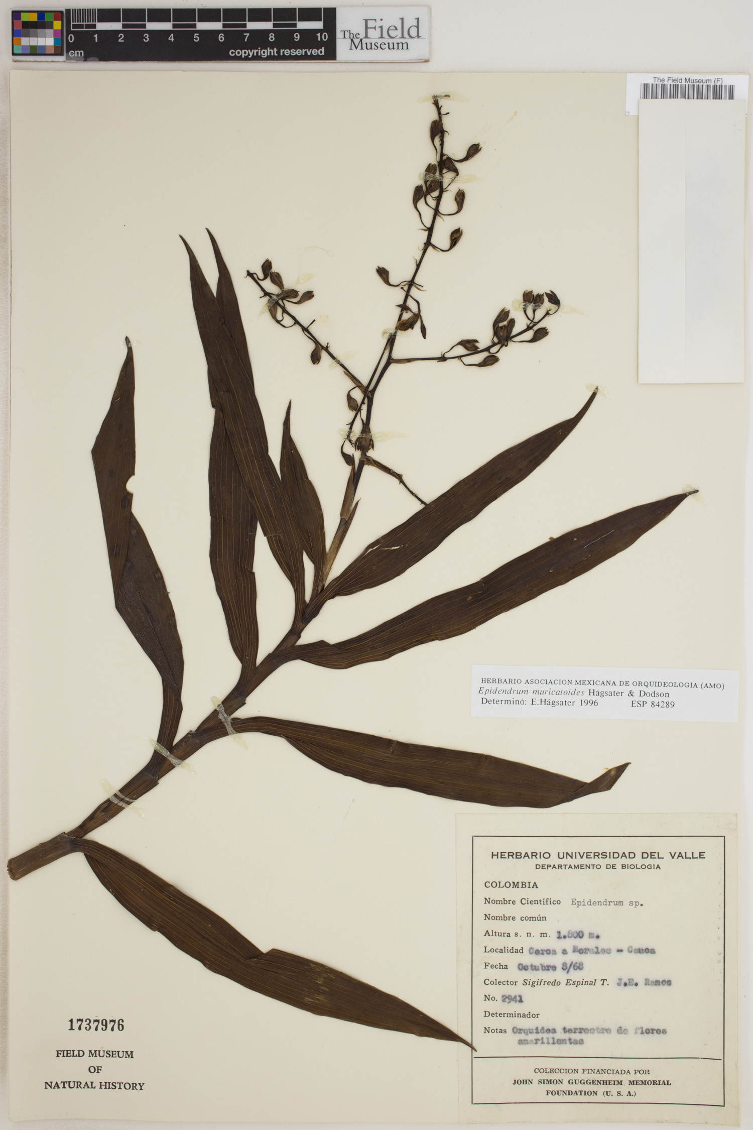 Epidendrum muricatoides image