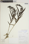 Epidendrum acuminatum image