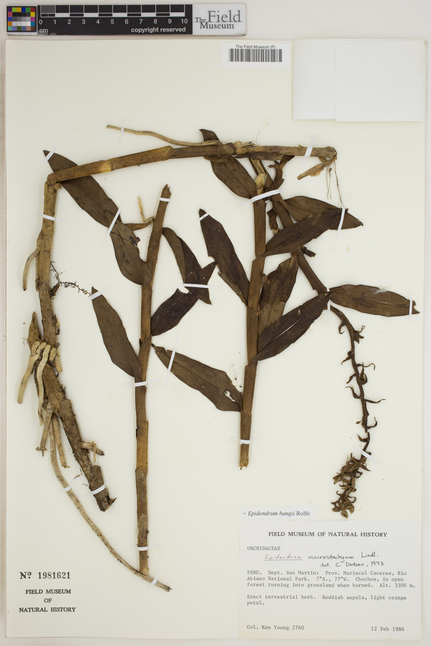 Epidendrum bangii image
