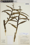 Epidendrum oxycalyx image