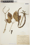 Handroanthus heptaphyllus image