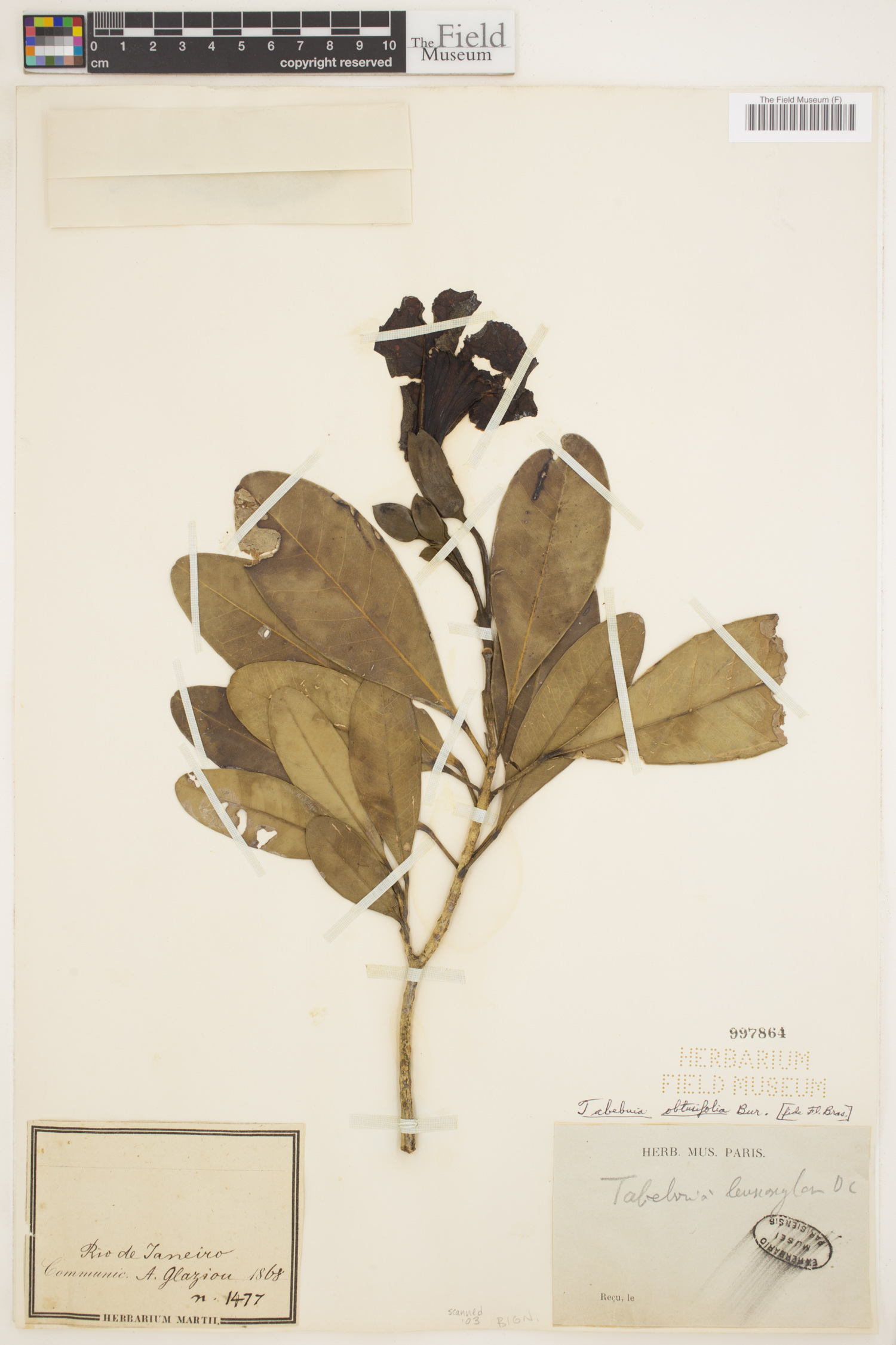 Tabebuia obtusifolia image