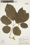 Handroanthus obscurus image