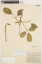Handroanthus ochraceus image