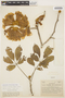 Handroanthus ochraceus image