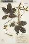 Handroanthus pulcherrimus image
