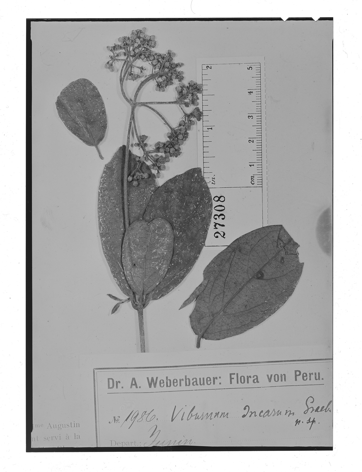 Viburnum incarum image