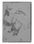 Lepidium abrotanifolium image