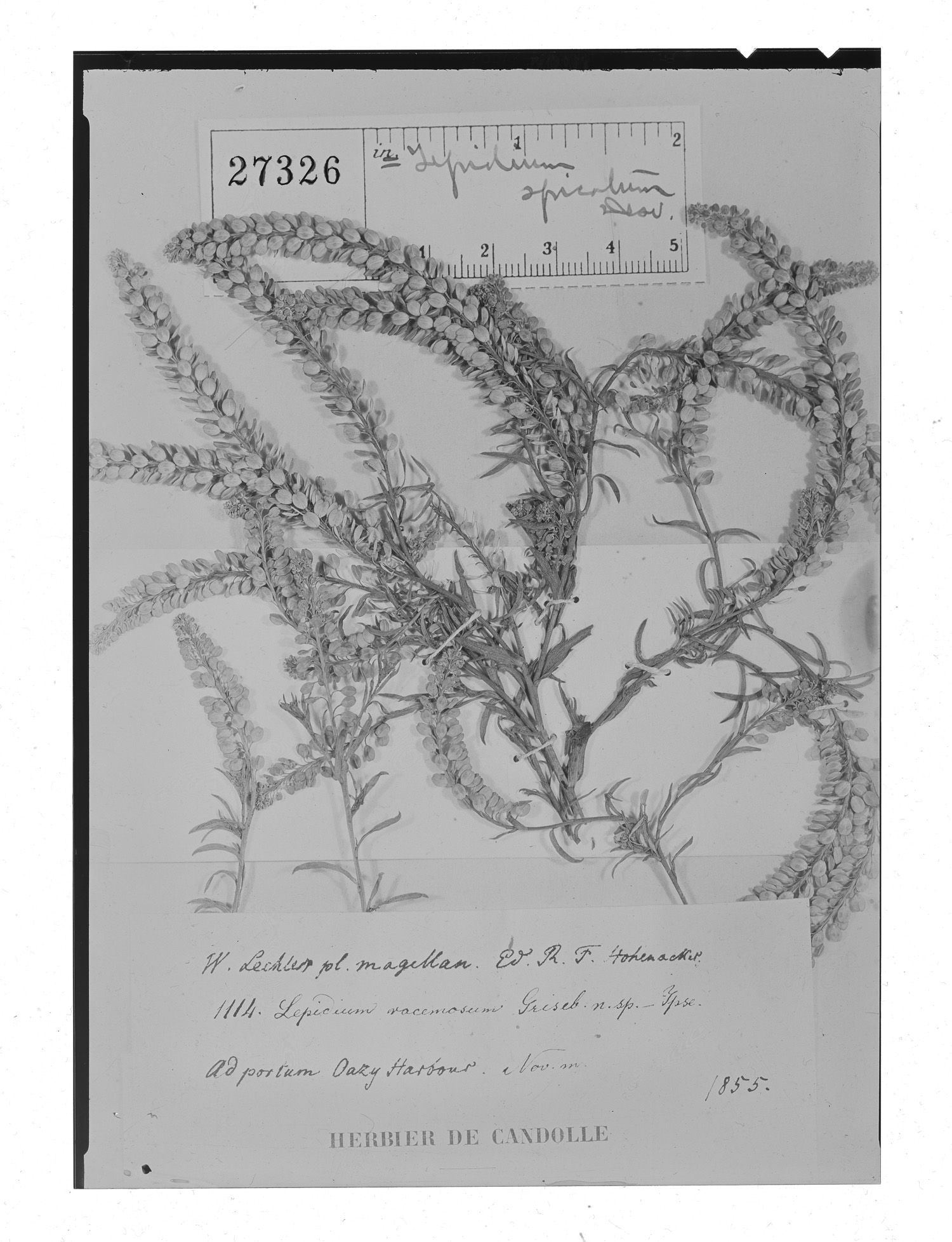 Lepidium spicatum var. racemosum image