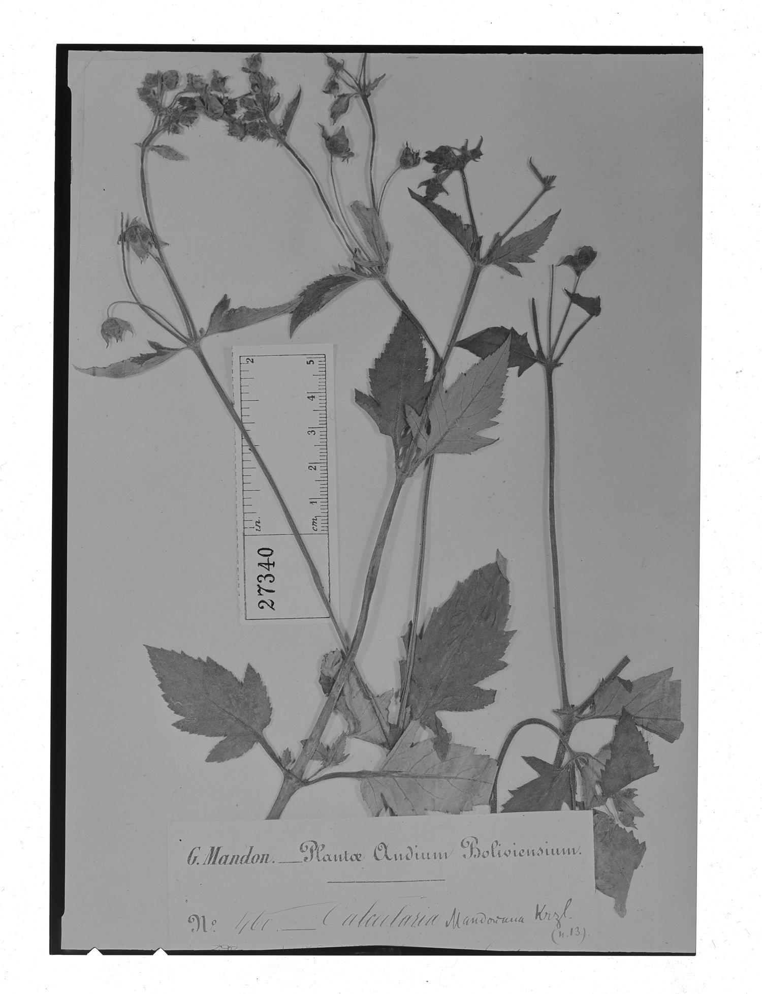 Calceolaria mandoniana image