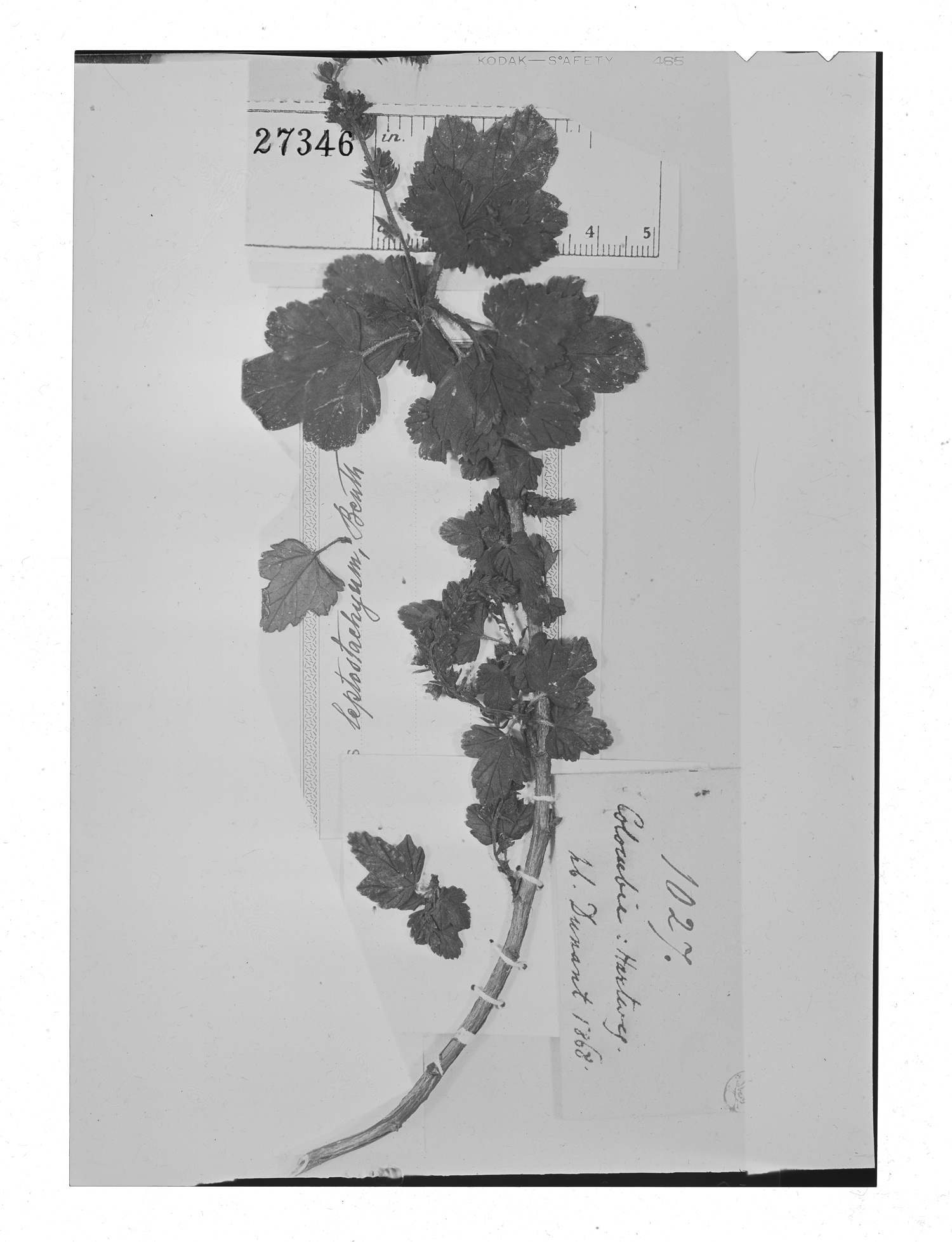 Ribes leptostachyum image