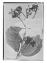 Hydrangea peruviana image
