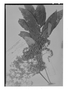 Brunellia comocladifolia subsp. funckiana image