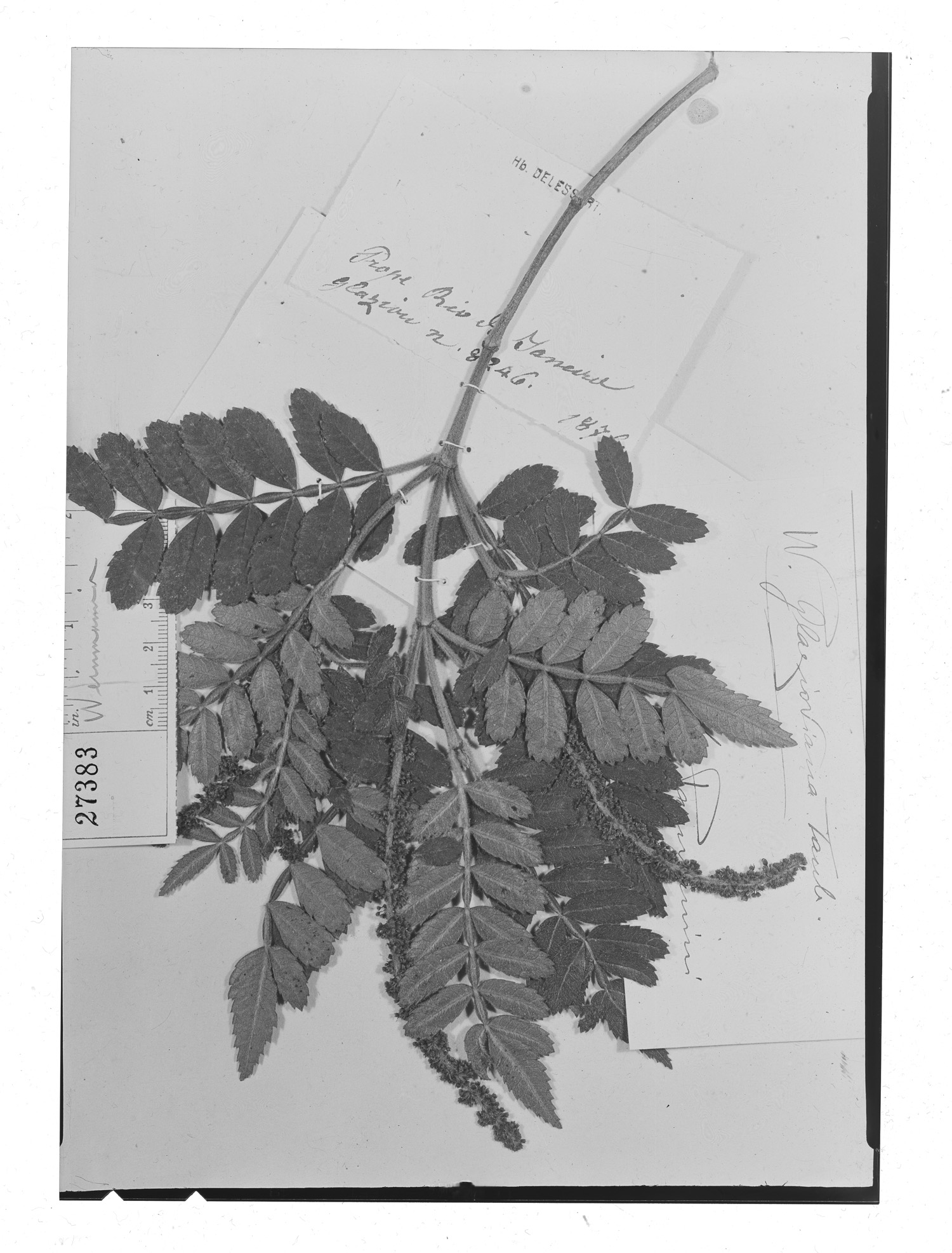 Weinmannia organensis image