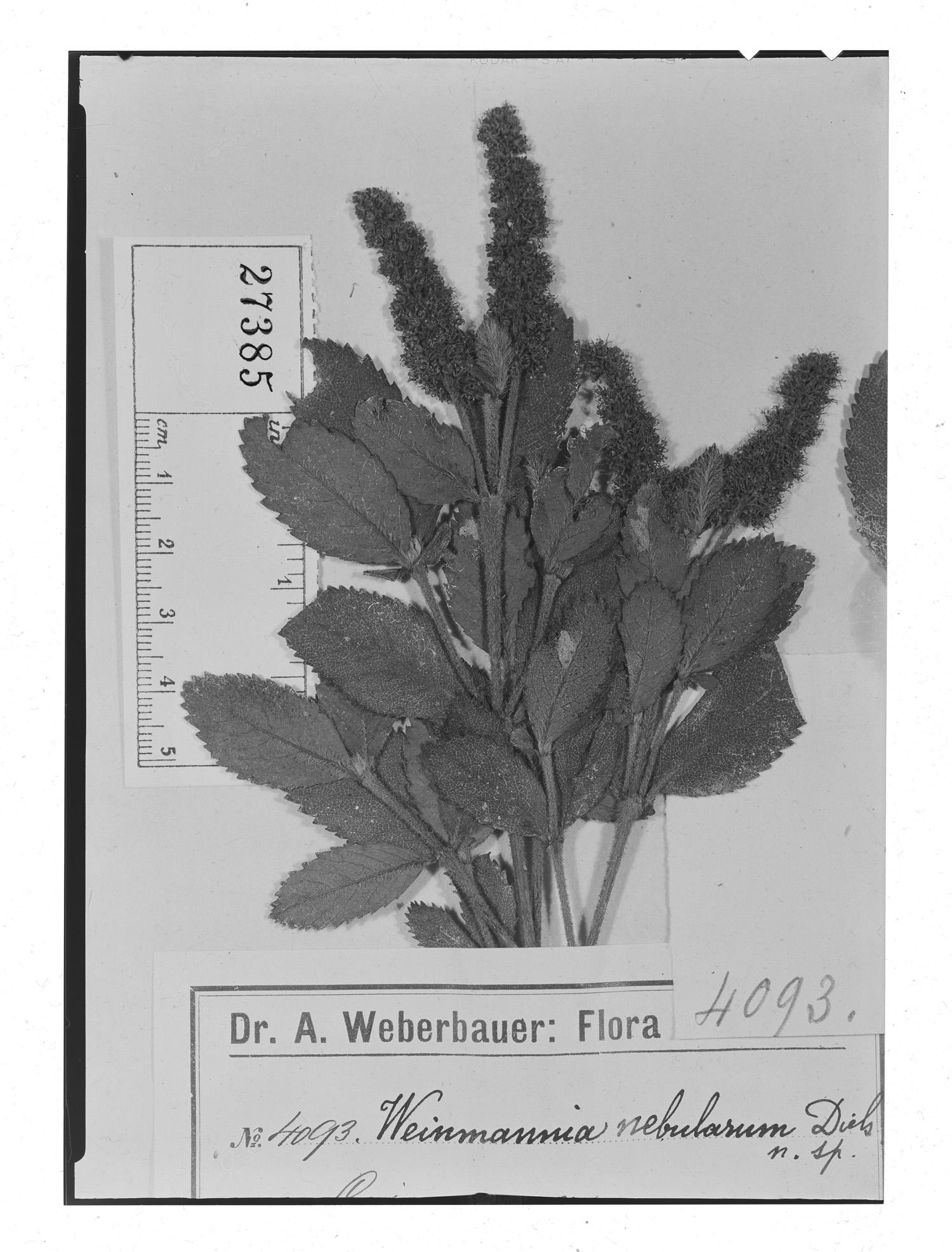 Weinmannia nebularum image