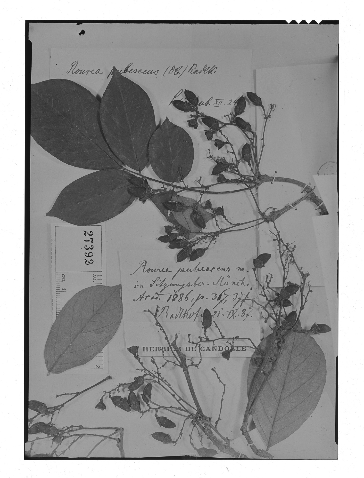 Connarus pubescens image