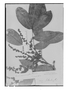 Connarus incomptus image