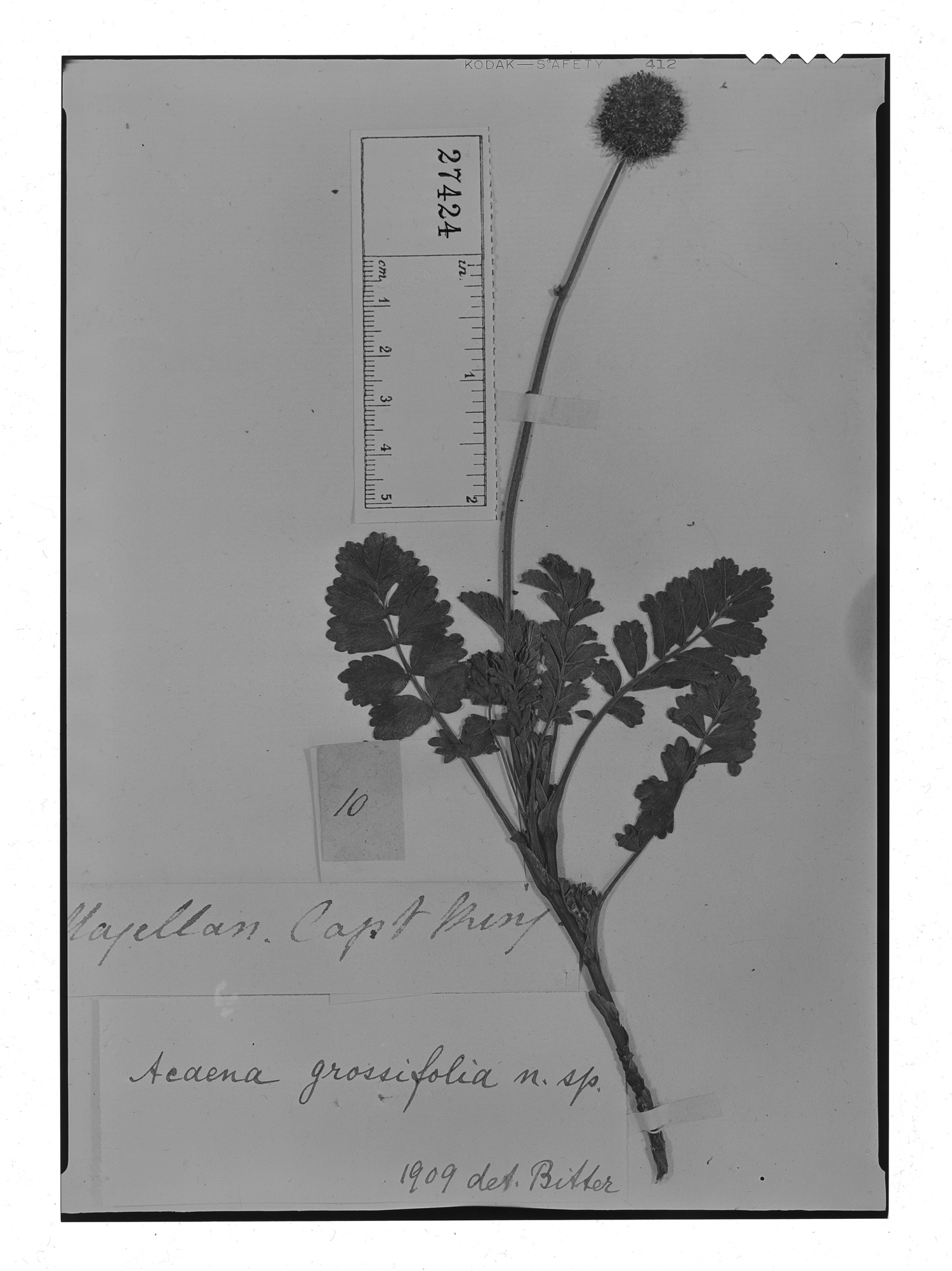 Acaena grossifolia image