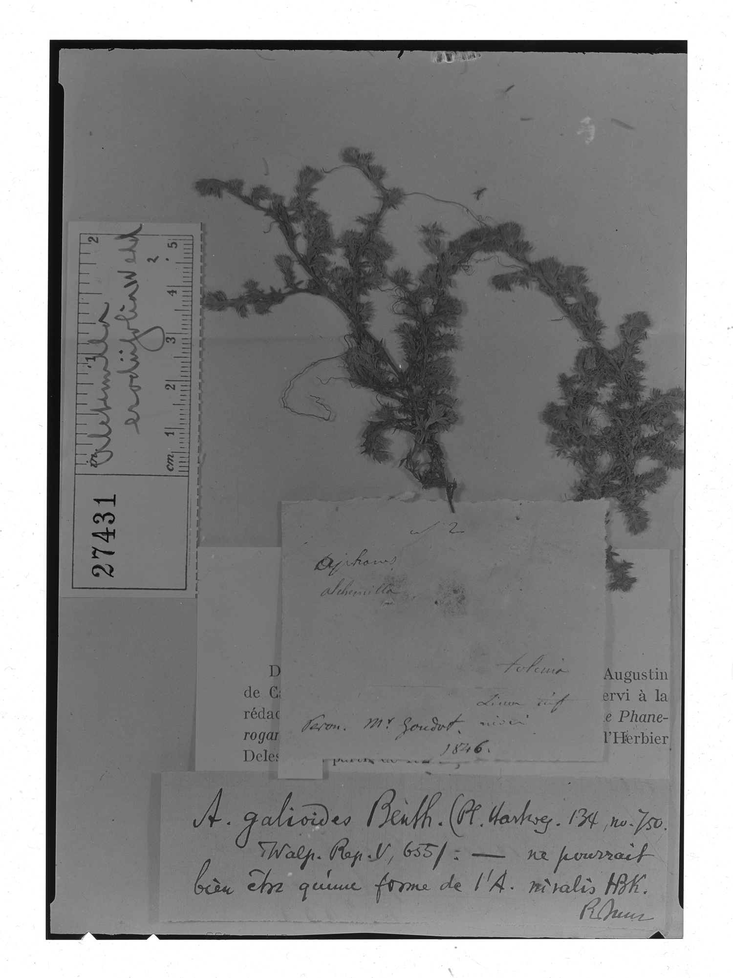 Alchemilla erodiifolia image