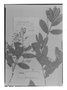 Hirtella floribunda image