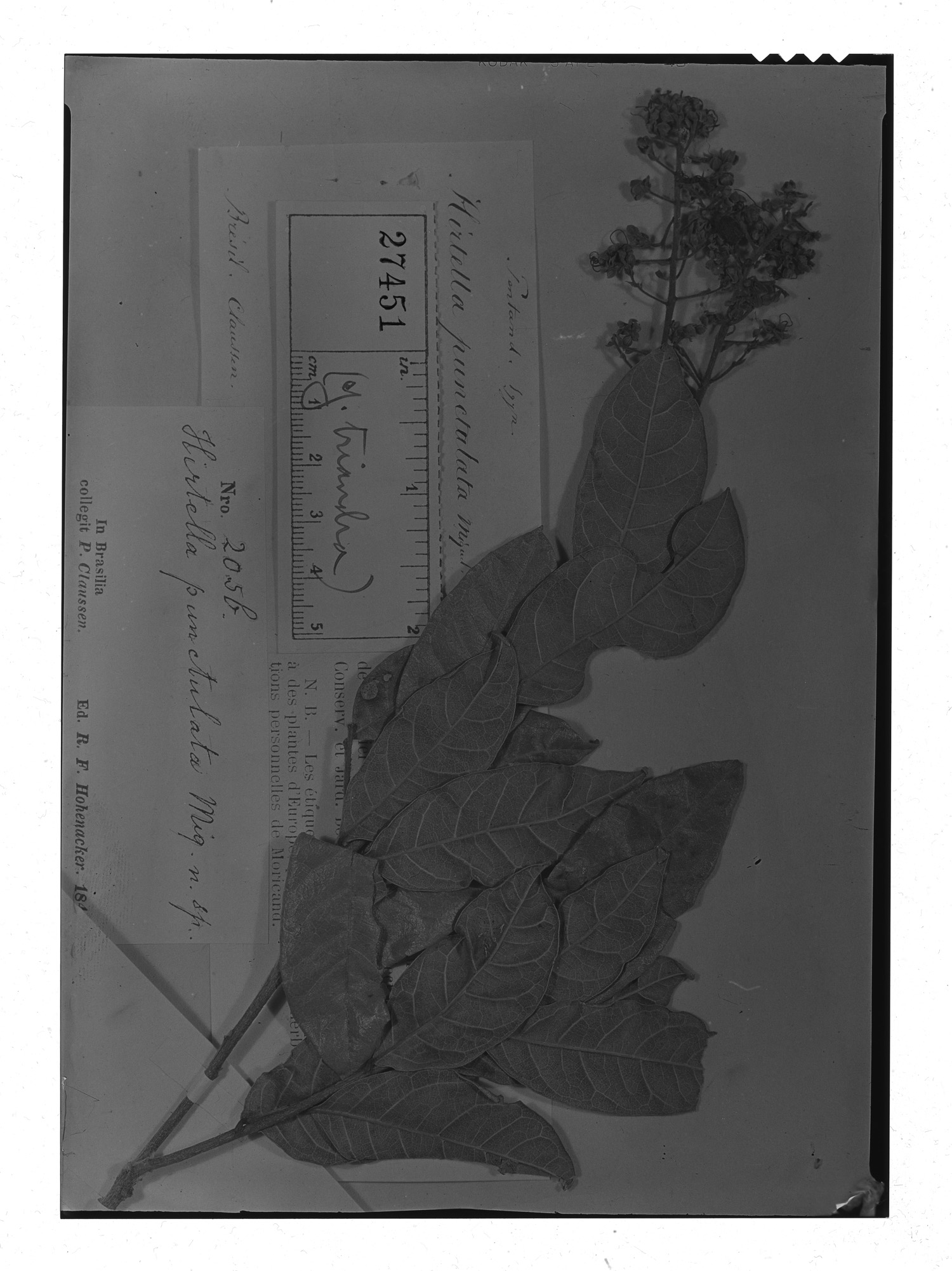 Hirtella triandra subsp. punctulata image