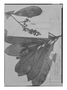 Rhabdodendron amazonicum image