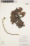 Handroanthus serratifolius image