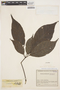 Handroanthus serratifolius image