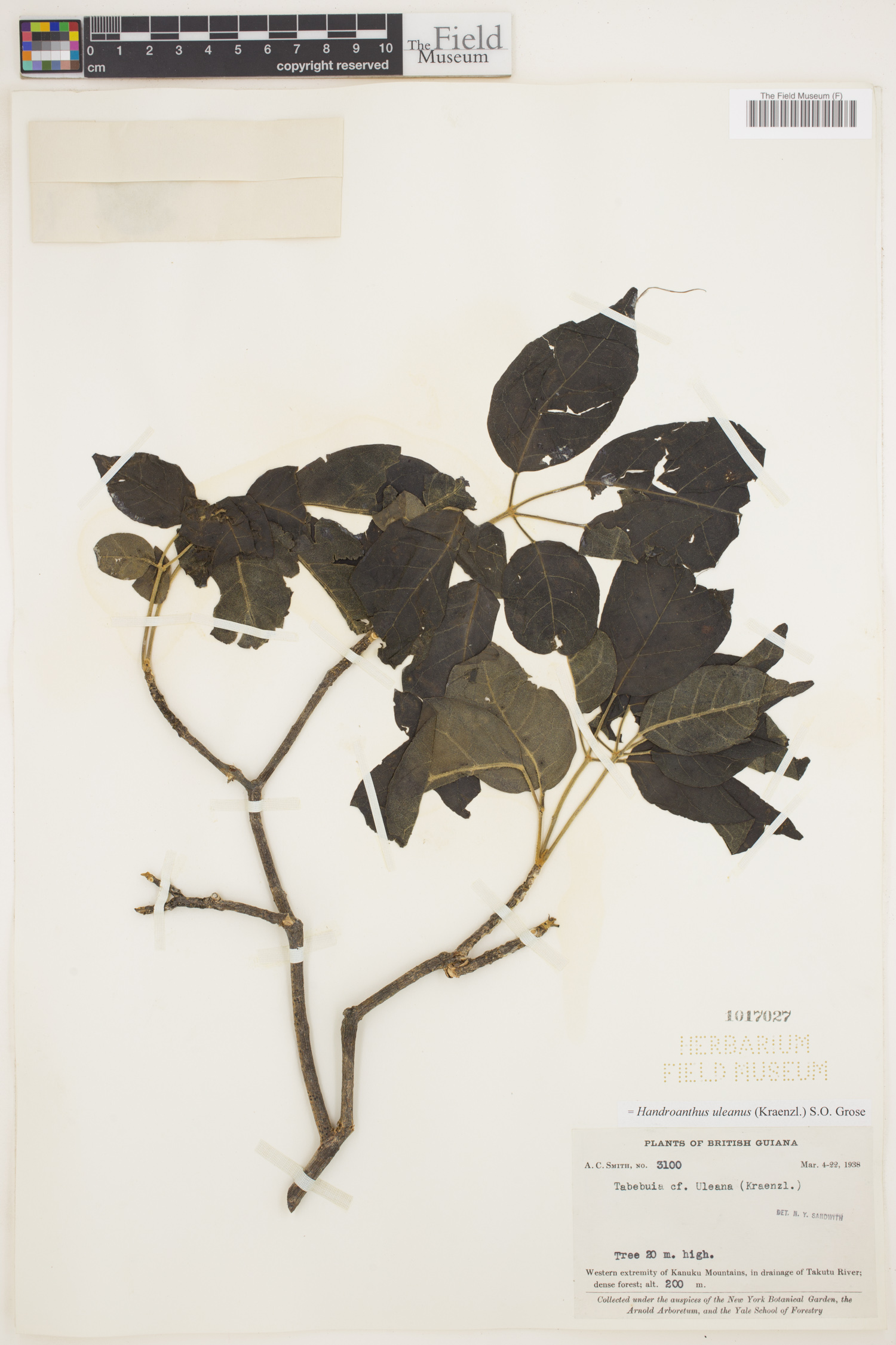 Handroanthus uleanus image